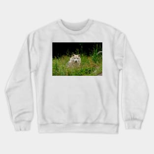 Arctic Wolf Crewneck Sweatshirt